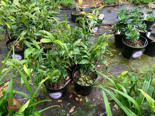 3 X DISPOROPSIS PERNYI