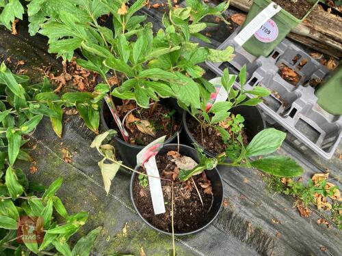 3 X PAEONIA LORELEI