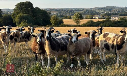 10 JACOB X DORSET EWE LAMBS BIDS PER LIFE
