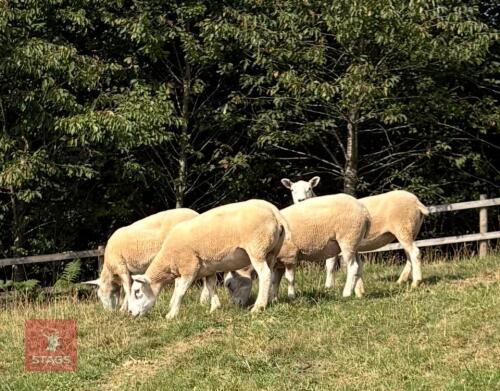 4 BELTEX EWES BIDS PER LIFE