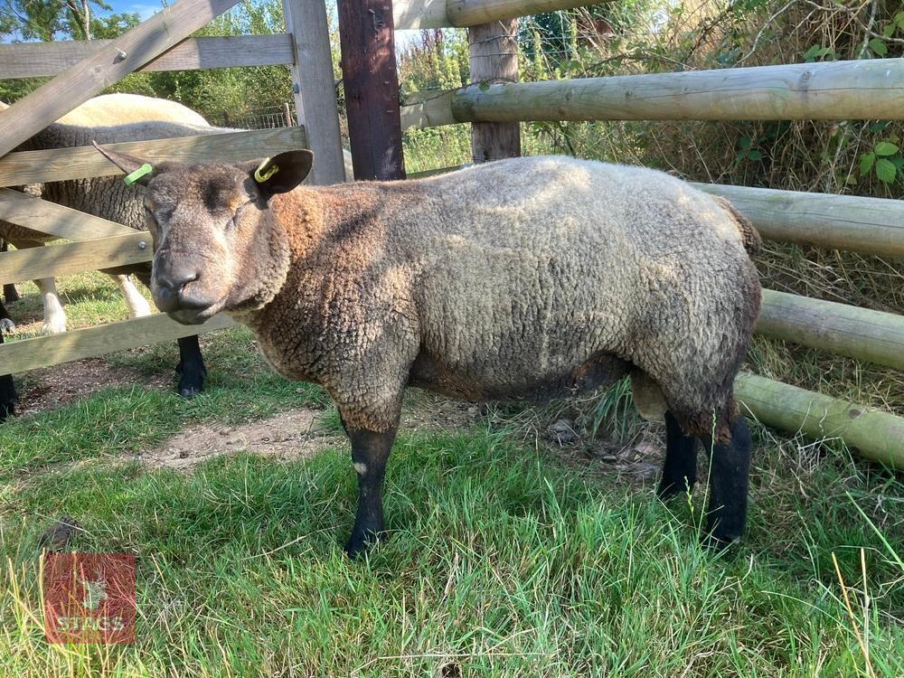 1YO BLUE TEXEL 2T RAM