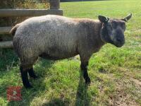 1YO BLUE TEXEL 2T RAM - 2