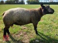 1YO BLUE TEXEL 2T RAM - 3