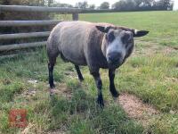 1YO BLUE TEXEL 2T RAM