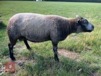 1YO BLUE TEXEL 2T RAM - 3