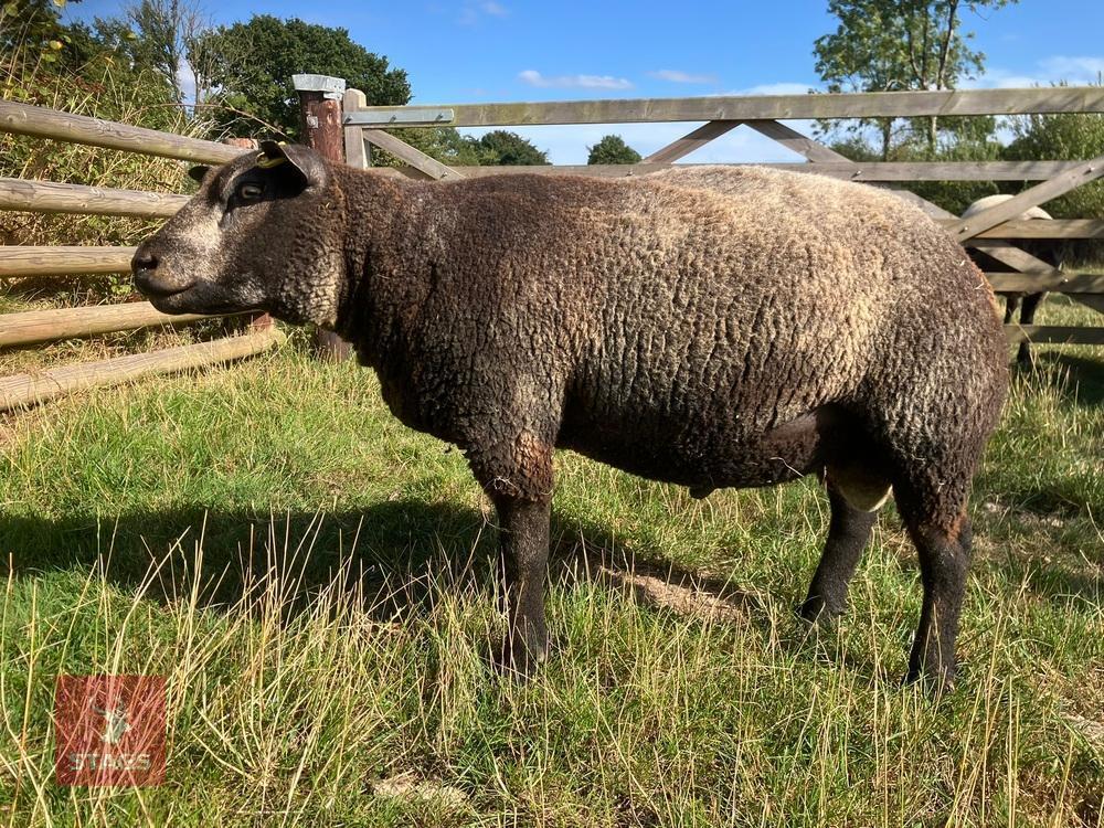 1YO BLUE TEXEL 2T RAM