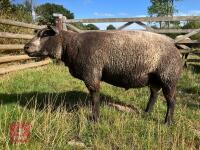 1YO BLUE TEXEL 2T RAM