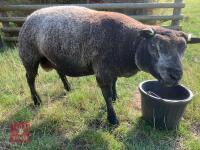 1YO BLUE TEXEL 2T RAM - 2