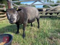 1YO BLUE TEXEL 2T RAM - 3
