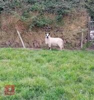 5MO PEDIGREE KERRY HILL RAM LAMB