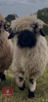 6MO PEDIGREE VALAIS BLACK NOSE RAM