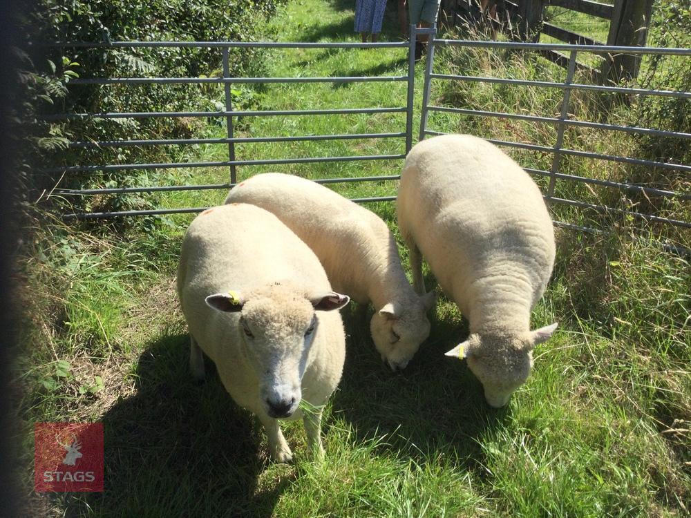 3 PEDIGREE RYELAND EWES BIDS PER LIFE