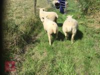 3 PEDIGREE RYELAND EWES BIDS PER LIFE - 2