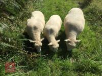 3 PEDIGREE RYELAND EWES BIDS PER LIFE - 3