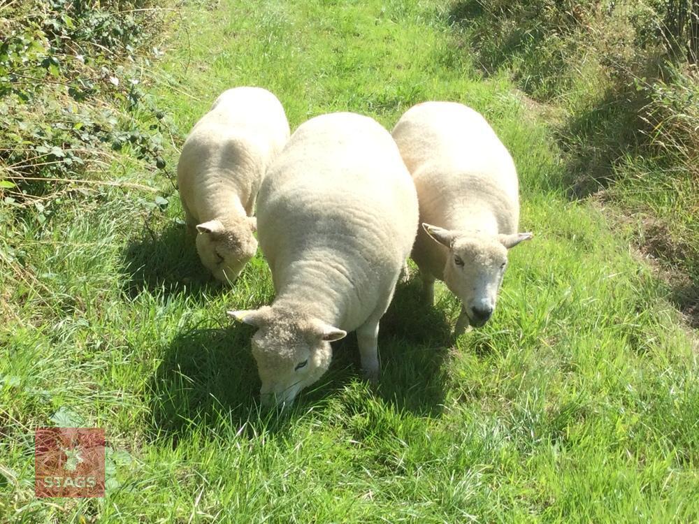 3 PEDIGREE RYELAND EWES BIDS PER LIFE