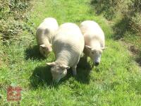 3 PEDIGREE RYELAND EWES BIDS PER LIFE