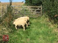 3 PEDIGREE RYELAND EWES BIDS PER LIFE - 2