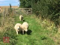 3 PEDIGREE RYELAND EWES BIDS PER LIFE - 3