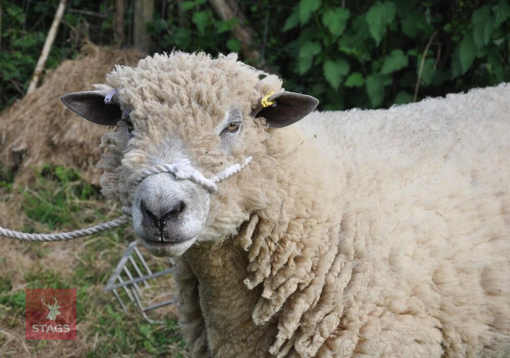 3YO PEDIGREE WHITE RYELAND RAM