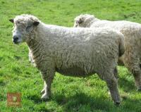 3YO PEDIGREE WHITE RYELAND RAM - 2