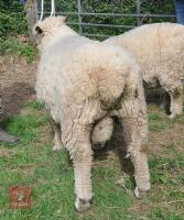 3YO PEDIGREE WHITE RYELAND RAM - 3