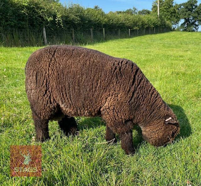 7MO PEDIGREE COLOURED RYELAND RAM LAMB