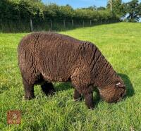 7MO PEDIGREE COLOURED RYELAND RAM LAMB - 2