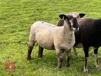 1YO PEDIGREE COLOURED SHEARLING EWE