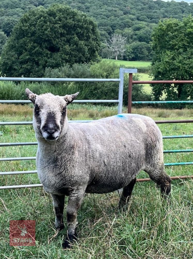 5YO PEDIGREE COLOURED RYELAND EWE