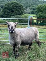 5YO PEDIGREE COLOURED RYELAND EWE