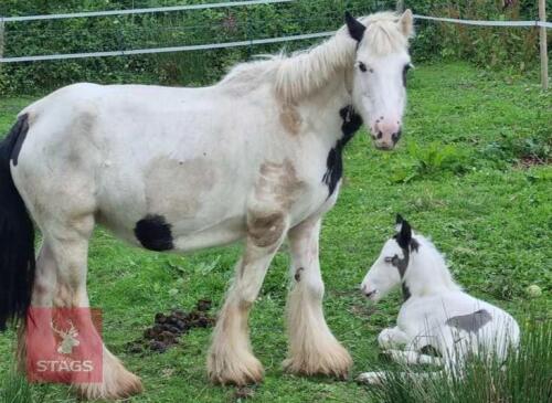 12.1HH MARE & 2MO FOAL BIDS PER LIFE