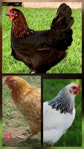 3 MIXED HENS BIDS PER LIFE