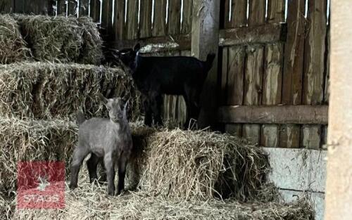 5MO GOLDEN GUERNSEY X WETHER GOATS BIDS PER LIFE
