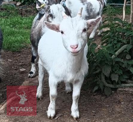 2 PYGMY WETHER GOATS BIDS PER LIFE