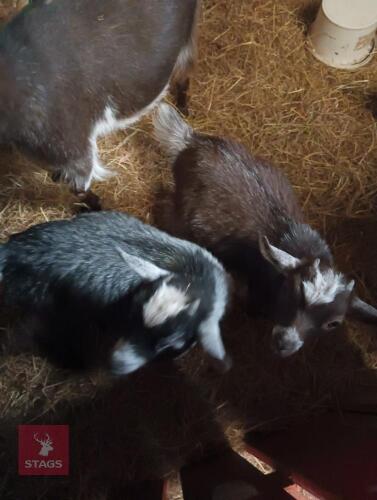 2 PYGMY WETHER GOATS BIDS PER LIFE