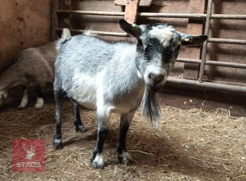 2 PYGMY NANNY GOATS BIDS PER LIFE