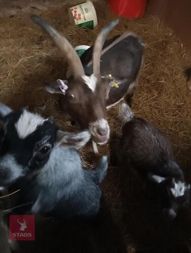 PYGMY NANNY GOAT