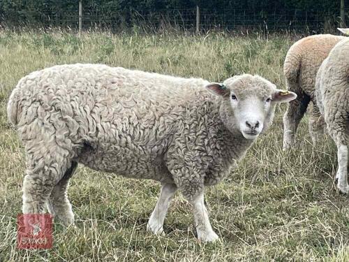 2 DORSET X DEVON & CORNWALL LONGWOOL EWE BIDS PER LIFE