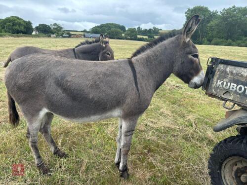 12YO STALLION DONKEY