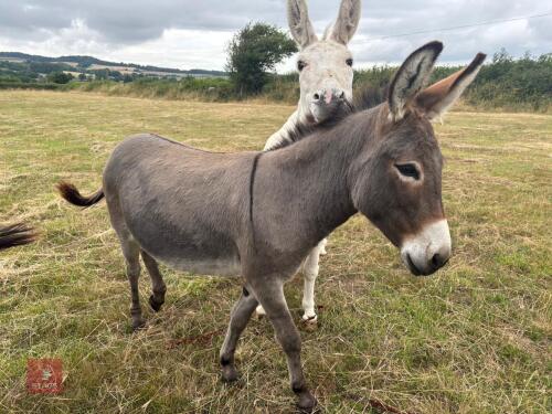 1YO JENNY DONKEY