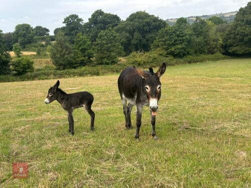 2YO JENNY DONKEY & FOAL AT FOOT BIDS PER LIFE