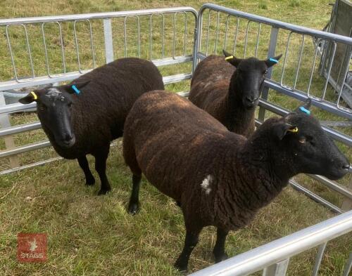 3 TEXEL X LLEYN 2T SHEARLING EWES BIDS PER LIFE