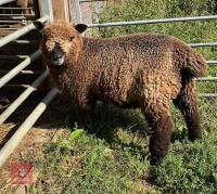 5MO PEDIGREE COLOURED RYELAND EWE LAMB
