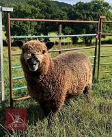 5MO PEDIGREE COLOURED RYELAND EWE LAMB - 3