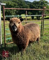5MO PEDIGREE COLOURED RYELAND EWE LAMB - 4