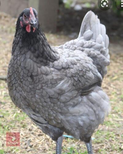 2 BLUE MARANS BIDS PER LIFE