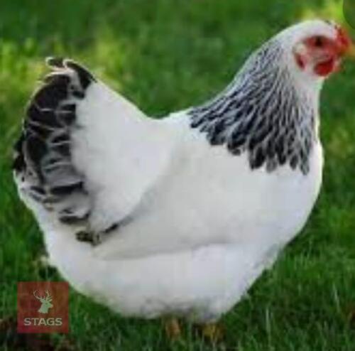 2 LIGHT SUSSEX BIDS PER LIFE