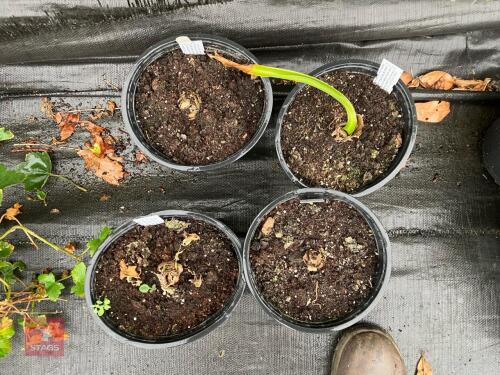 4 X BELLADONNA