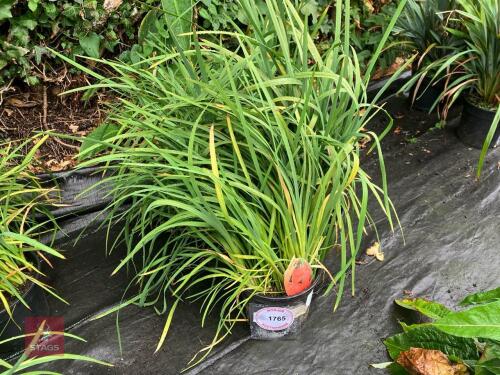 5 X SCHIZOSTYLIS MAJOR