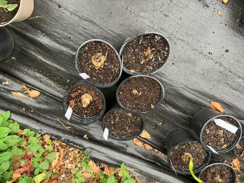 5 X BELLADONNA